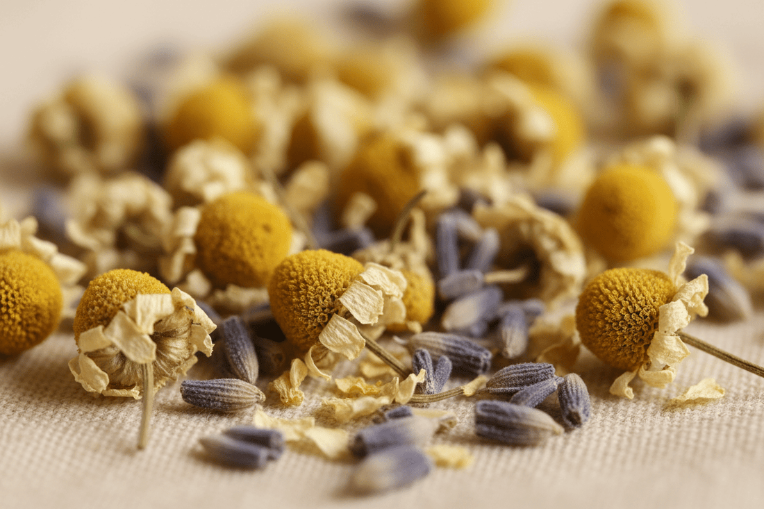 Ingredient Spotlight: Lavender & Chamomile – The Dream Team for Better Sleep - SOMA & SAGE