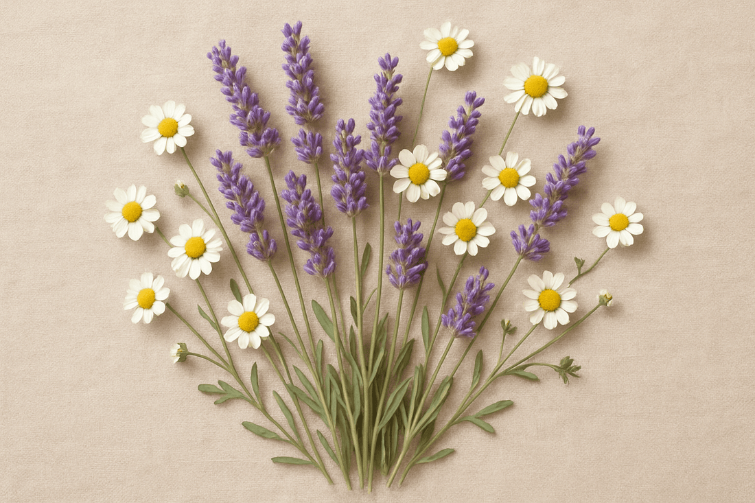 Ingredient Spotlight: Lavender & Chamomile – The Dream Team for Better Sleep - SOMA & SAGE
