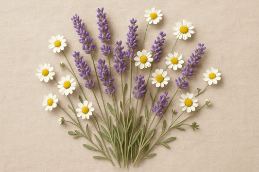 Ingredient Spotlight: Lavender & Chamomile – The Dream Team for Better Sleep - SOMA & SAGE